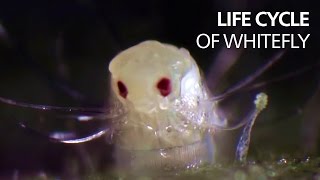 Life cycle of whitefly [upl. by Gilliette628]