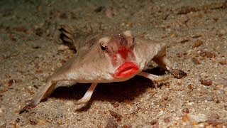 The Red Lipped Batfish  Natural Born Thrillers [upl. by Semadar477]