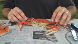 How To Properly Pick A Crab  Whats Up Annapolis Magazine [upl. by Vasiliki]