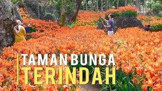 Taman Bunga Amarilis Terindah di Indonesia [upl. by Adnolrehs]