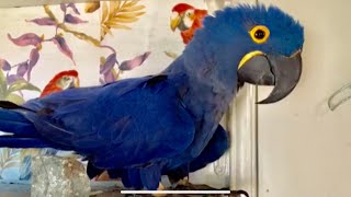 Talking hyacinth macaw [upl. by Peer]