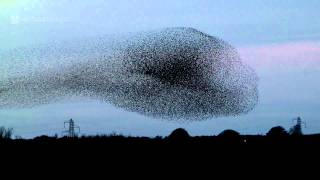 Gretna Green Starling Murmurations [upl. by Guido819]