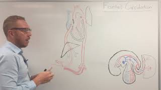 Fetal circulation  Embryology [upl. by Garnes]