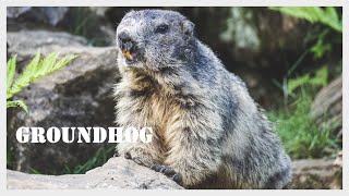 Groundhog screaming  Woodchuck call  Groundhog sound  Whistlepig [upl. by Marteena52]