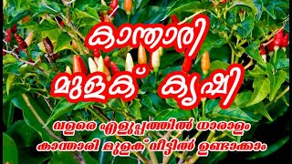 Kanthari mulaku krishi Tips  കാന്താരി മുളക് കൃ​ഷി [upl. by Accebor]