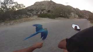 Racing my Macaw Parrot at KolimbithresParos [upl. by Anirol]