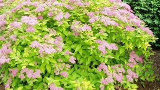 Renewal Pruned Spirea Flourishing [upl. by Swope]