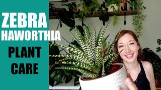 ZEBRA HAWORTHIA PLANT CARE  How to care for a Zebra Haworthia succulent  Haworthiopsis attenuata [upl. by Acnoib]