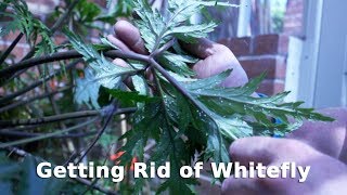 Get Gardening Getting Rid of Whitefly [upl. by Oshinski826]