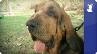 Bloodhound  Doglopedia [upl. by Rika]