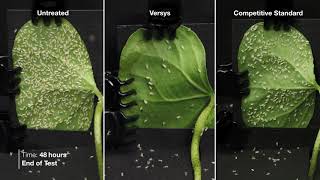 Versys® Insecticide – Adult Whitefly Time Lapse [upl. by Terza539]