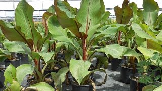 Cutting back Ensete Banana [upl. by Elleved]