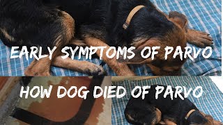 Early symptoms of PARVO  Tips to save your dog and HOW MY DOG DIED OF PARVO [upl. by Monahon]