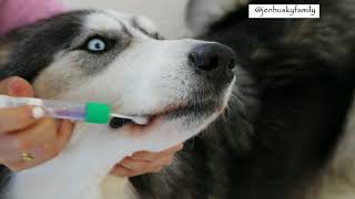 Embark Vet DNA Dog Testing Tutorial [upl. by Aicinat]