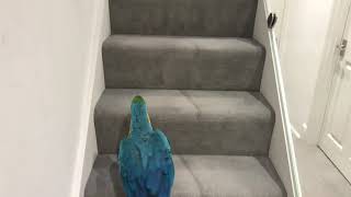 Parrot On A Mission To His Room  Mikey The Macaw [upl. by Oned216]