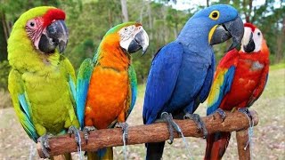 8 Most Beautiful Macaws on Planet Earth [upl. by Birgitta]