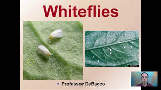 Whiteflies [upl. by Hseyaj772]