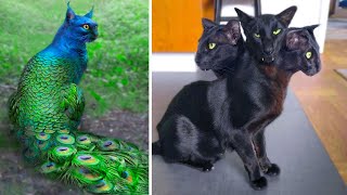 15 Abnormally Strange Cats That Actually Exist [upl. by Nauqad]