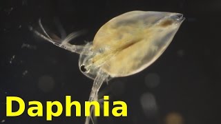 Daphnia [upl. by Sualocin]