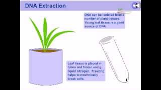 DNA extraction from plants [upl. by Jehoash]