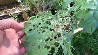 How to Fully Treat Whitefly amp Caterpillar Infestations on Kale Collards amp Greens And Spider Mites [upl. by Yahska]