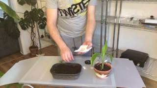 Propagating difficult Musa banana seeds with results [upl. by Glialentn]