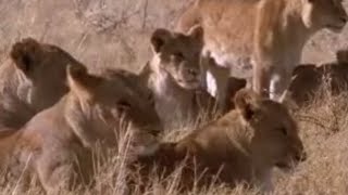 Lions vs Antelope  BBC Studios [upl. by Rebmyk712]