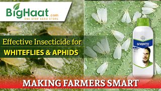 Effective Insecticide For Whiteflies And Aphids  BigHaat [upl. by Nomrah]