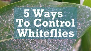 5 Ways to Control Whiteflies [upl. by Adirehs311]