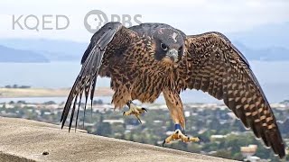 Watch These Peregrine Falcons Become Fierce Parents  Deep Look [upl. by Winshell]