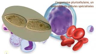 Organisme unicellulaire vs organisme pluricellulaire [upl. by Sharos]