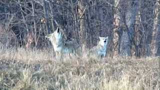 Pack of Howling Coyotes [upl. by Lipfert]