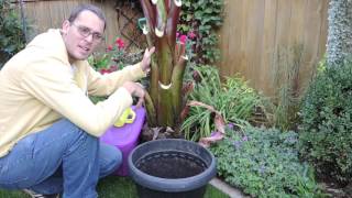 Preparing Ensete Banana for Winter  Time to Dig [upl. by Connett]