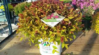 Double Play Doozie® Spirea Japanese Spirea [upl. by Wilona]