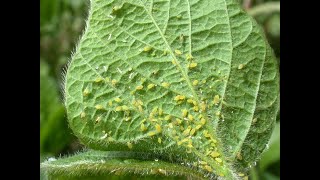 How to rid your garden of Aphids and White Flies [upl. by Sel]