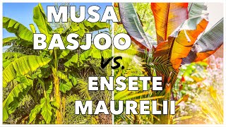 Musa Basjoo vs Ensete Ventricosum Maurelii  How to Grow Banana Plants in UK Tropical Gardens [upl. by Assirahc426]