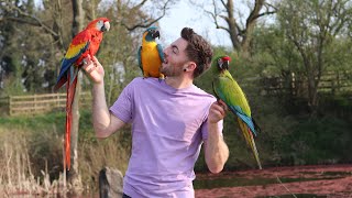 CRAZY MACAWS  Free flying on lockdown [upl. by Onaicnop]