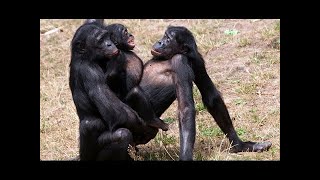 Animals Mating  Amazing Wildlife Mating Documentary [upl. by Ssor704]