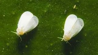 How to Fix a white fly problem in your vegetable garden [upl. by Sieber]