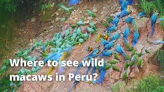 Where can I see Wild Macaws   Tambopata PERU [upl. by Esenaj831]