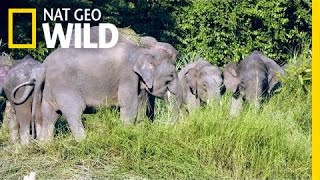 An elephant is born  Sheldrick Trust [upl. by Henigman]