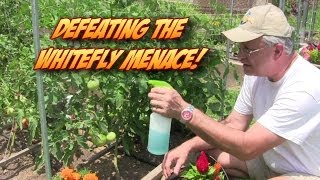 Defeating the Whitefly Garden Menace [upl. by Kain]