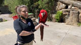 Home Safari – Fiesta the Macaw – Cincinnati Zoo [upl. by Leis194]