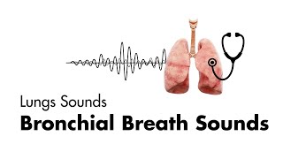 Bronchial Breath Sounds  EMTprepcom [upl. by Waldman]