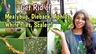 Get rid of Mealybugs Dieback Aphids Scales and WhiteflyGarden Pest Control Weekly Pest Control [upl. by Enrobso]