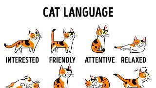 HOW TO UNDERSTAND YOUR CAT BETTER [upl. by Layod985]