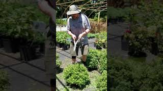 How to Prune Spirea flowering plants from Settlemyre Nursery [upl. by Asimaj]