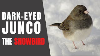 DARKEYED JUNCOS – Fun Facts about their Winter Habits [upl. by Thgirw]