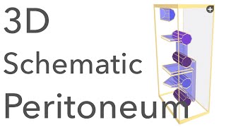 Peritoneum  3D Schematic Anatomy amp Relations [upl. by Gredel624]