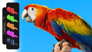 Scarlet Macaw The Best Pet Parrot [upl. by Ciardap]